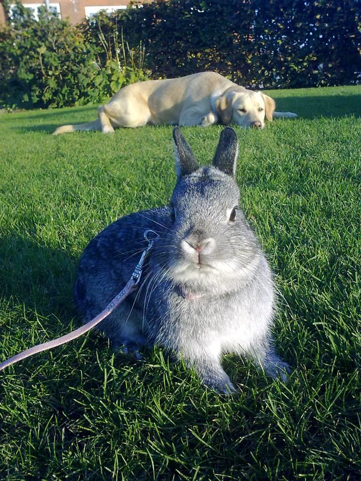 Kanin Silver <3 (Solgt) billede 3