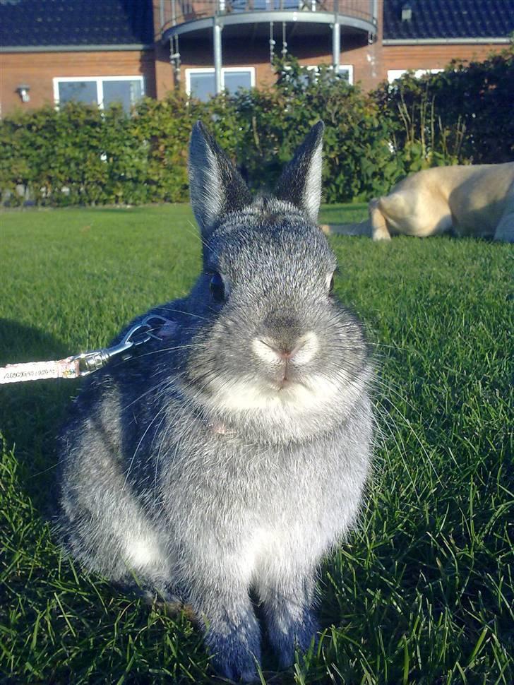 Kanin Silver <3 (Solgt) billede 4