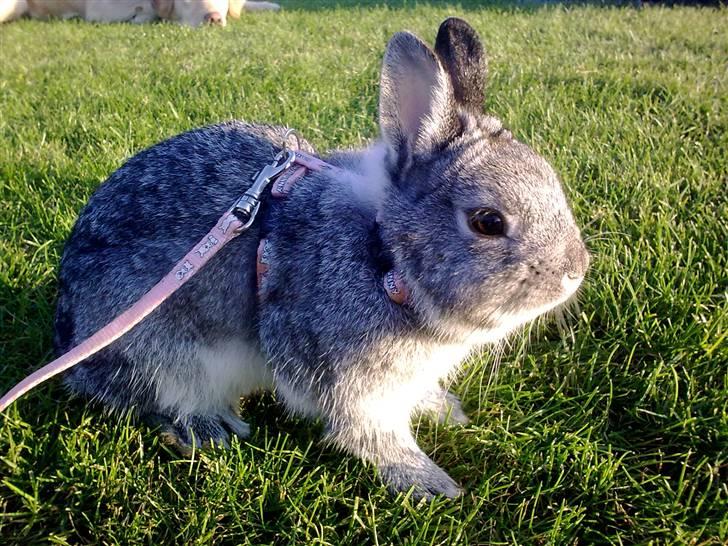 Kanin Silver <3 (Solgt) billede 5