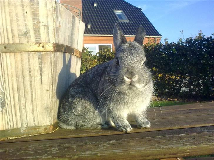 Kanin Silver <3 (Solgt) billede 6