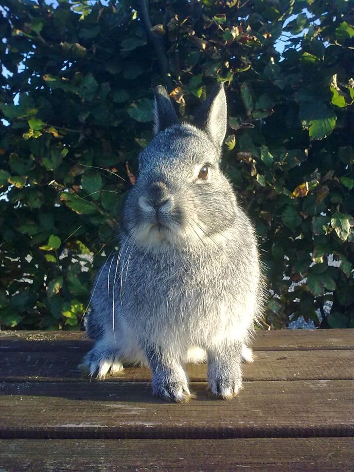 Kanin Silver <3 (Solgt) billede 7