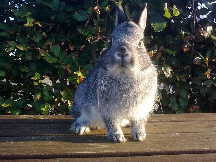 Kanin Silver <3 (Solgt) billede 8