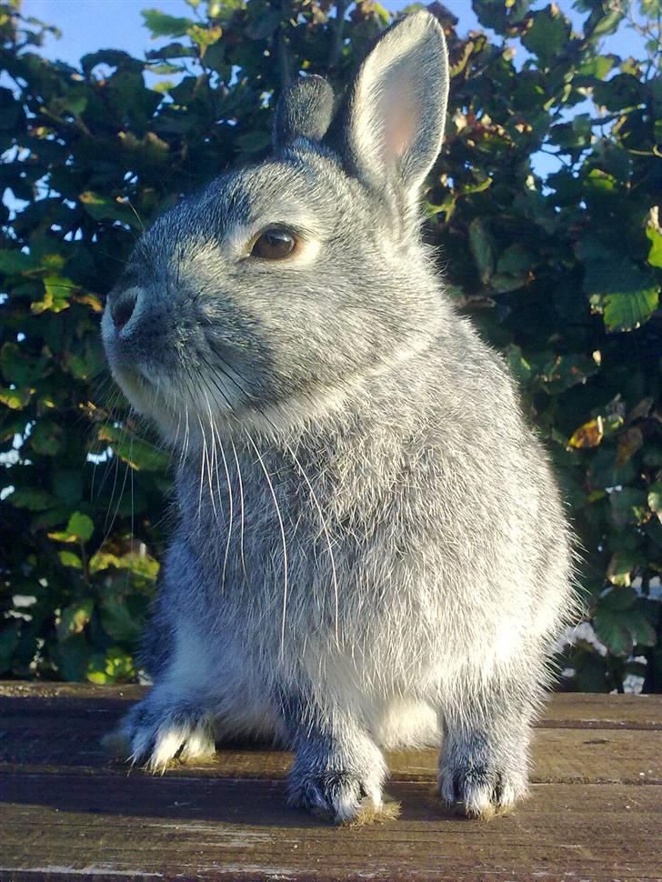 Kanin Silver <3 (Solgt) billede 9