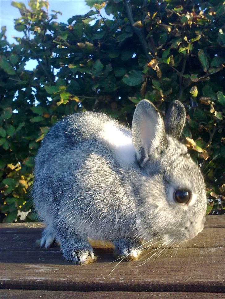 Kanin Silver <3 (Solgt) billede 10