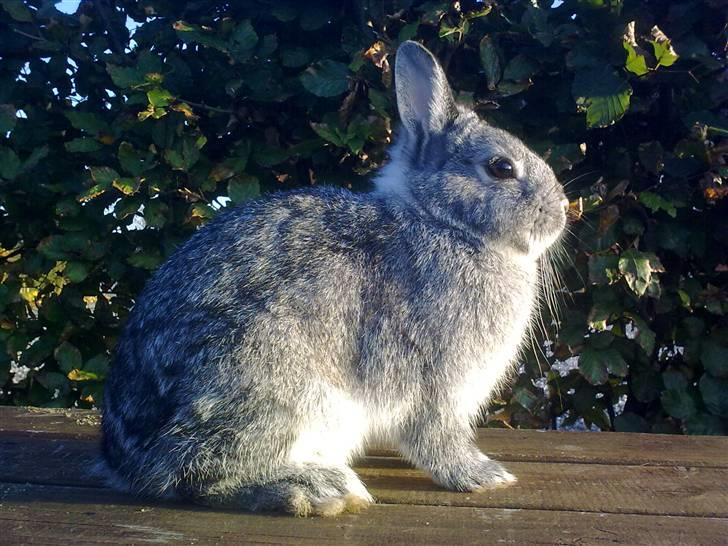Kanin Silver <3 (Solgt) billede 11