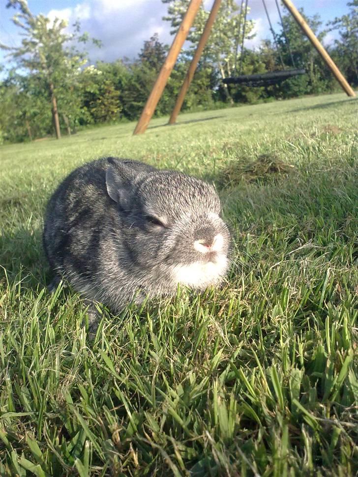 Kanin Silver <3 (Solgt) billede 12