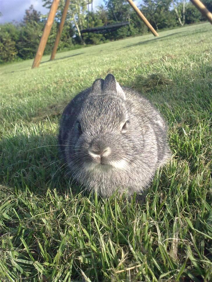 Kanin Silver <3 (Solgt) billede 13