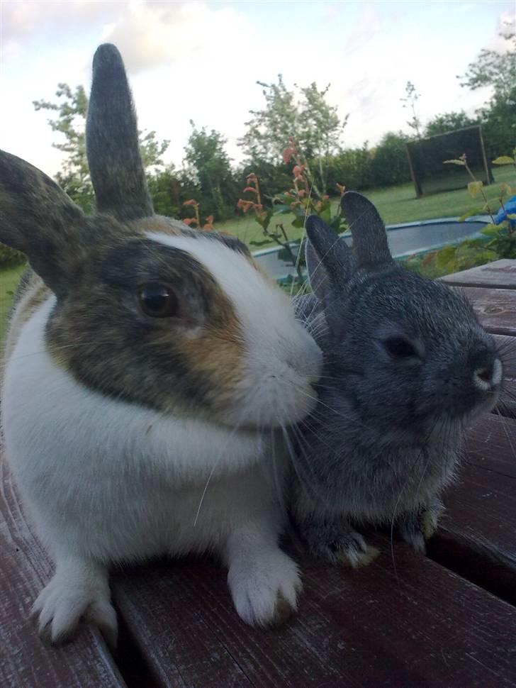 Kanin Silver <3 (Solgt) billede 14