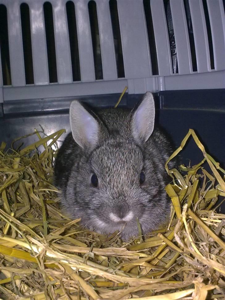 Kanin Silver <3 (Solgt) billede 15