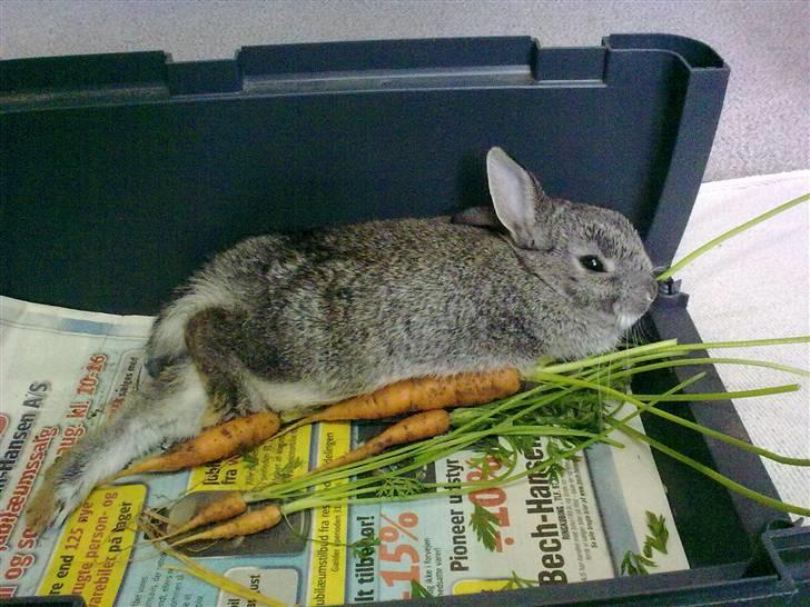 Kanin Silver <3 (Solgt) billede 16