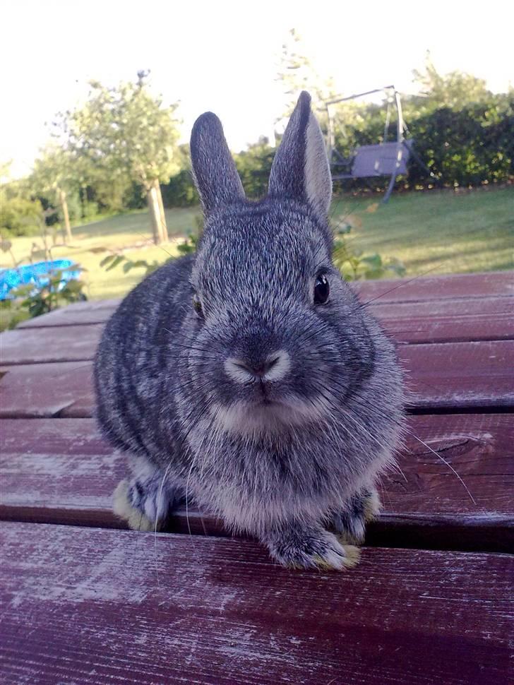 Kanin Silver <3 (Solgt) billede 17