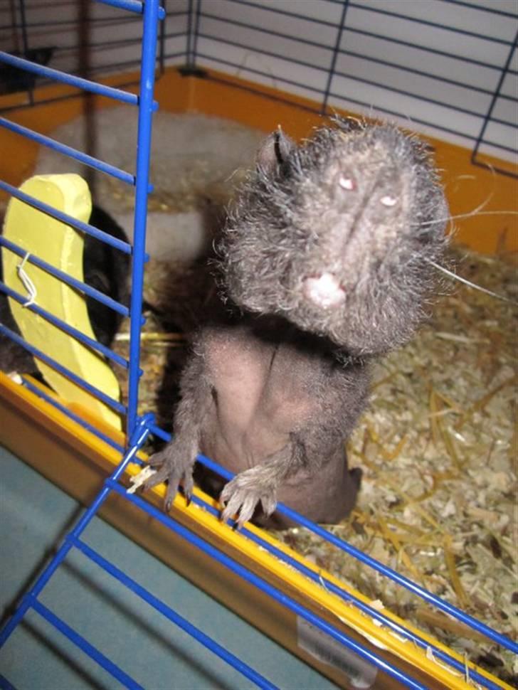 Marsvin RIP Molly ;( - Hvor grim kan jeg være, mor :D billede 2