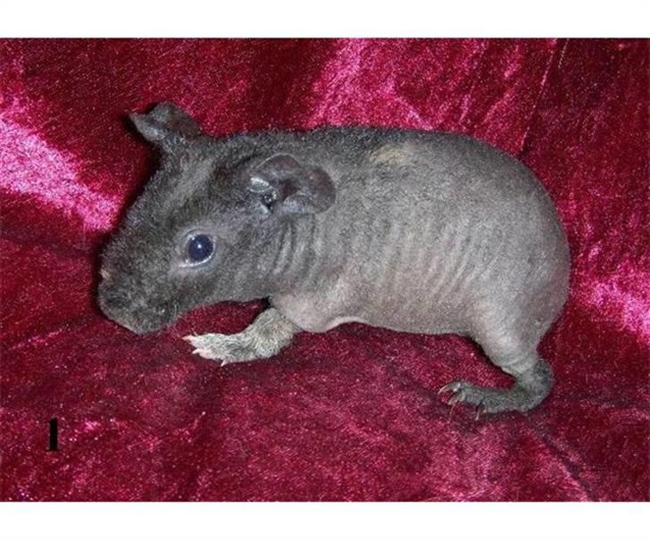 Marsvin RIP Molly ;( - Det første billede af Molly jeg fik. Ikke mig der har taget billedet, er fra opdrætter  billede 3