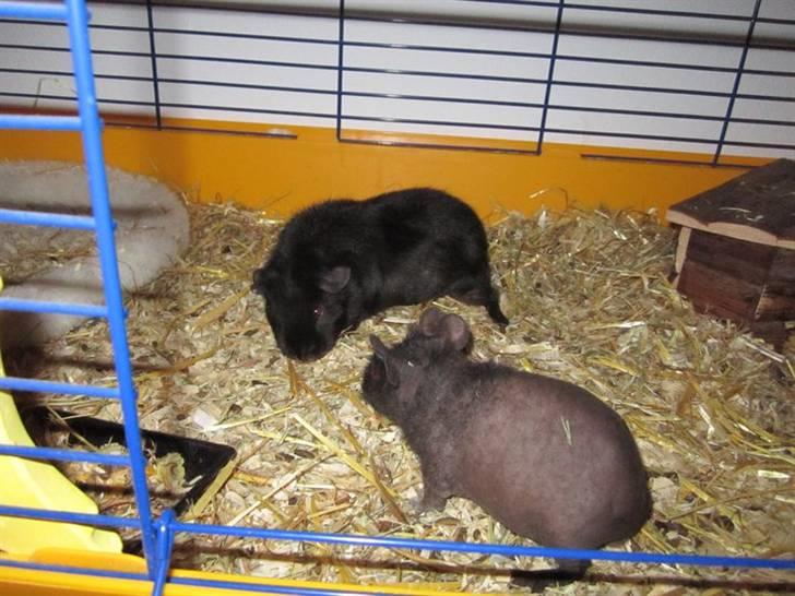 Marsvin RIP Molly ;( - Molly og søsteren Sally billede 4