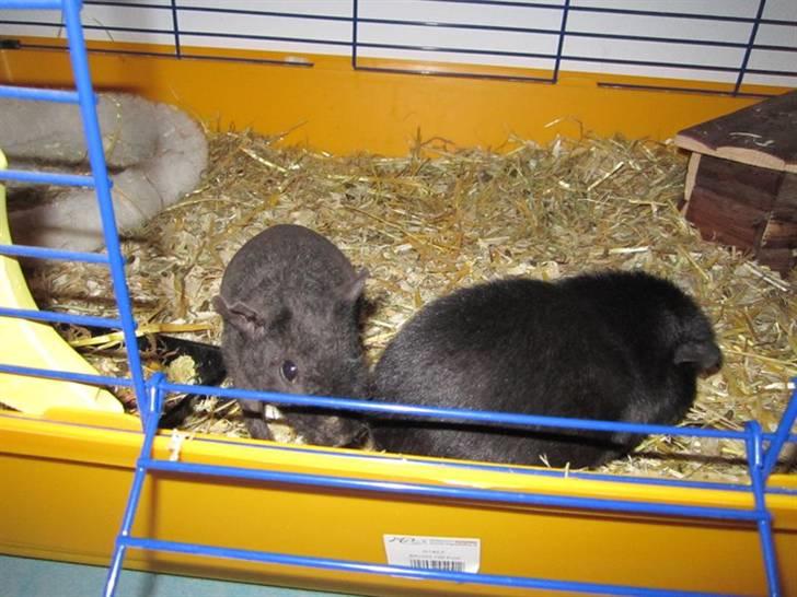 Marsvin RIP Molly ;( - Molly og hendes søster Sally igen billede 5
