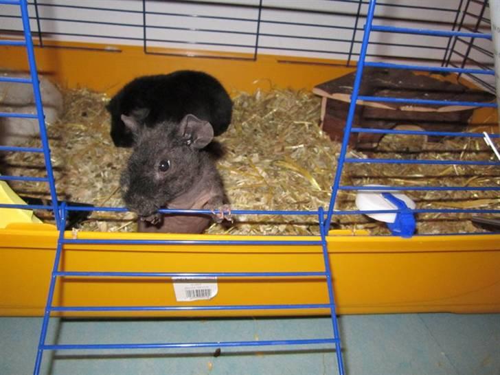 Marsvin RIP Molly ;( - Molly skal lige se om der ikke vanker lidt mad d; billede 6