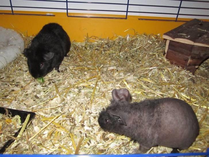 Marsvin RIP Molly ;( - Igen de 2 krudtugler :) billede 7