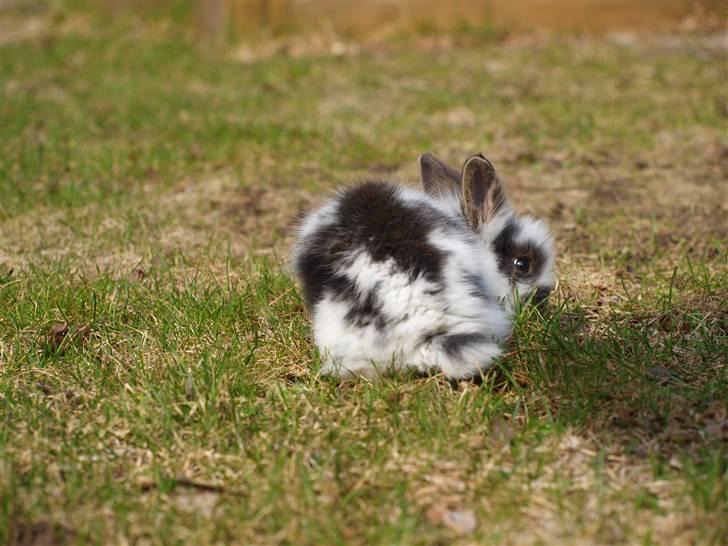 Kanin izabella mustela erminea billede 14