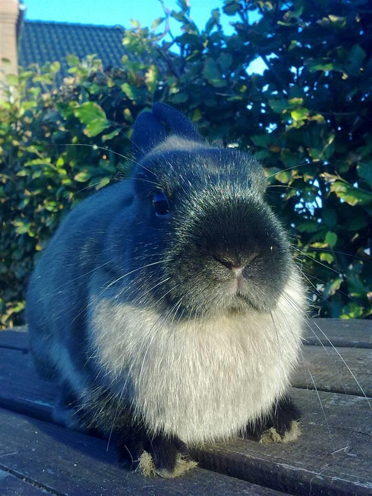 Kanin Mille <3 (Solgt) billede 1