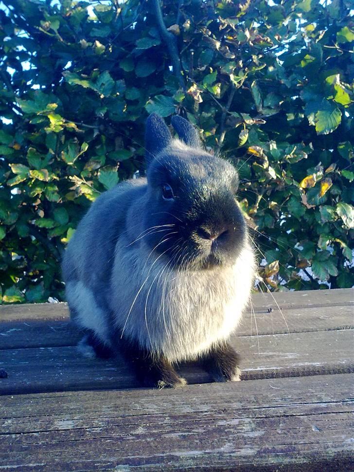 Kanin Mille <3 (Solgt) billede 2