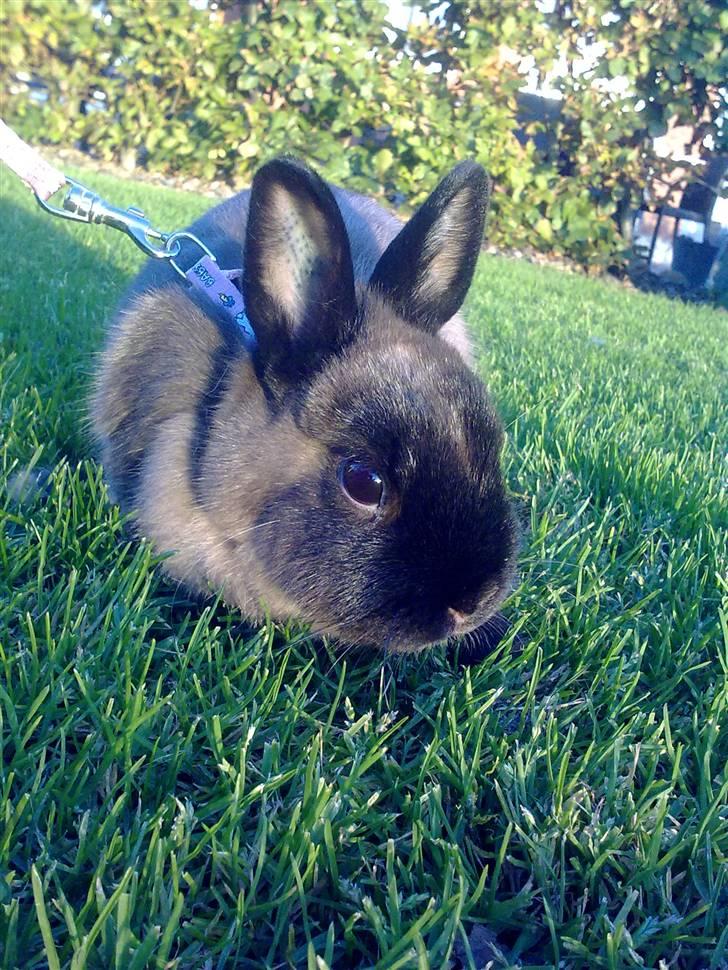 Kanin Mille <3 (Solgt) billede 3
