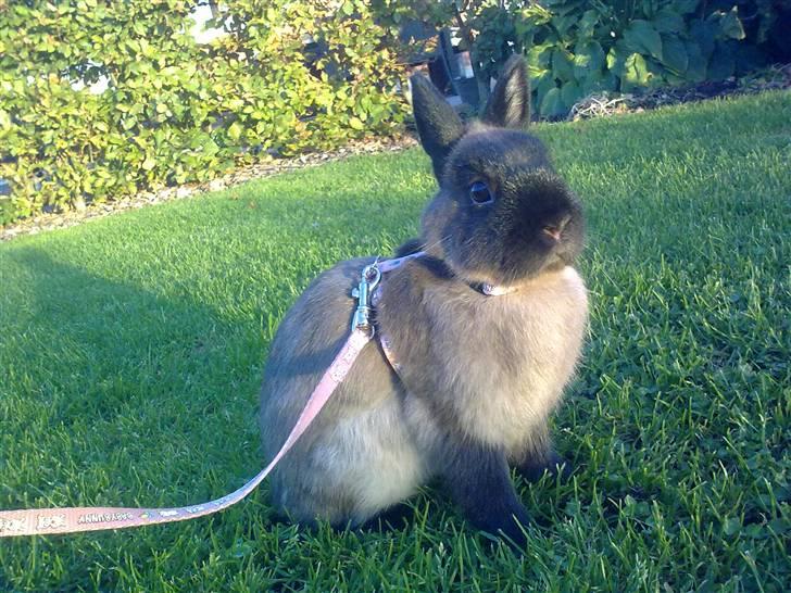 Kanin Mille <3 (Solgt) billede 4