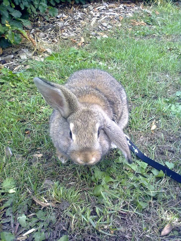 Kanin Mimis <3  (Solgt) billede 4