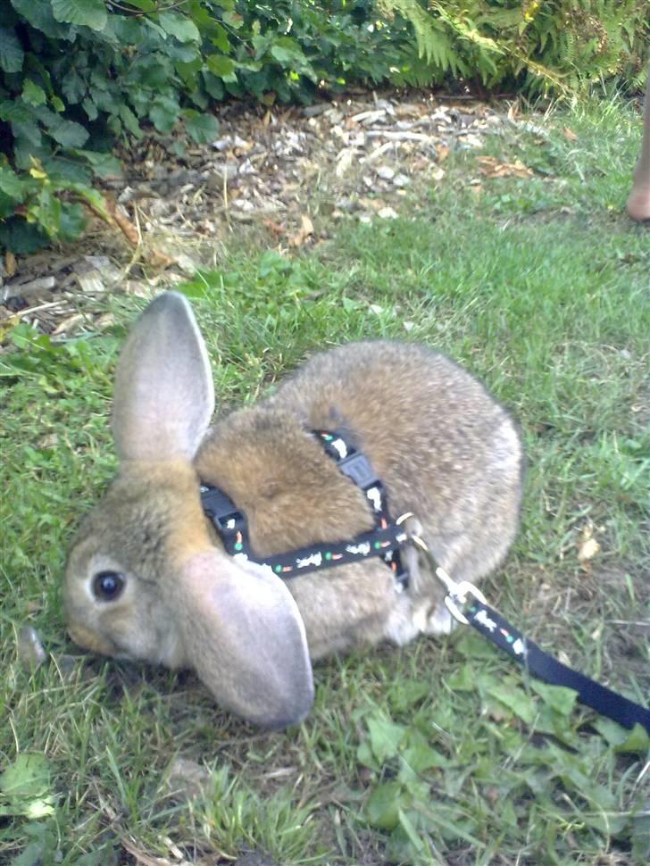 Kanin Mimis <3  (Solgt) billede 5