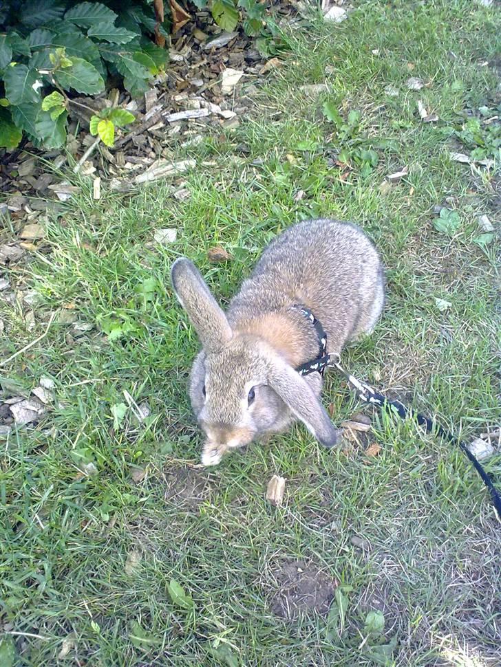 Kanin Mimis <3  (Solgt) billede 6