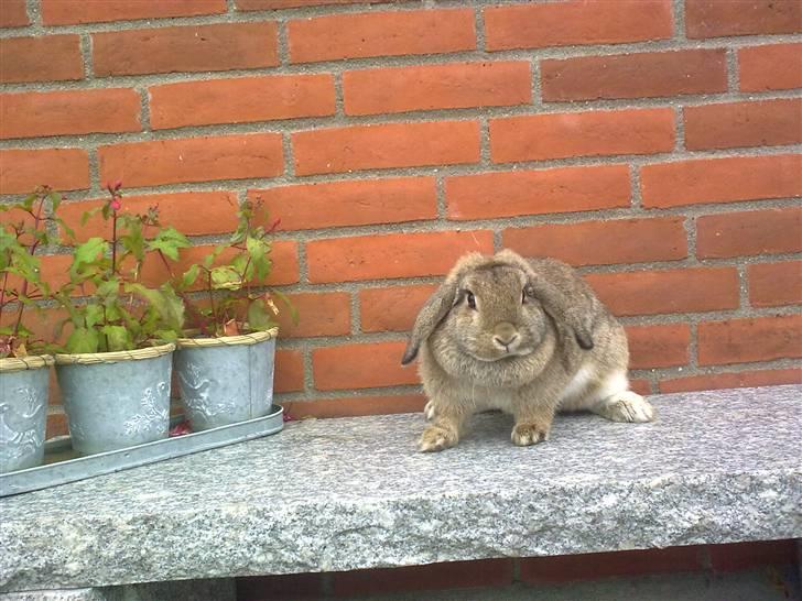 Kanin Mimis <3  (Solgt) billede 8