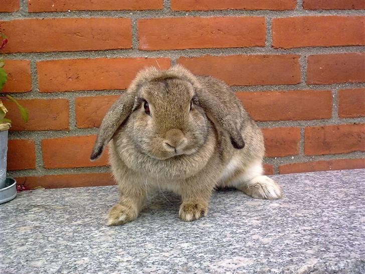 Kanin Mimis <3  (Solgt) billede 9