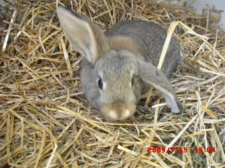 Kanin Mimis <3  (Solgt) billede 11