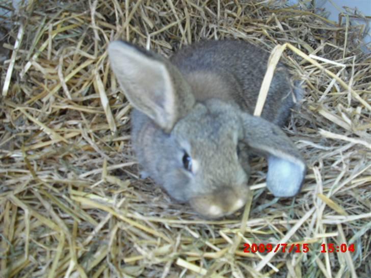 Kanin Mimis <3  (Solgt) billede 12