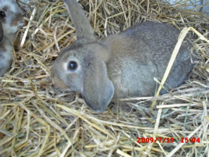 Kanin Mimis <3  (Solgt) billede 13