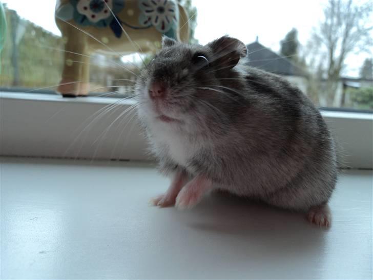 Dværghamster Trekløver's Yasmin Baby billede 5