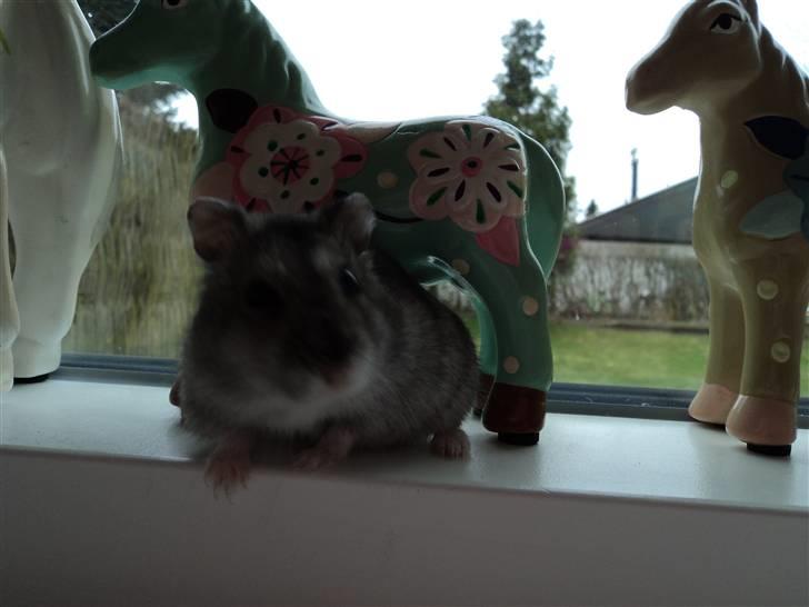 Dværghamster Trekløver's Yasmin Baby billede 6