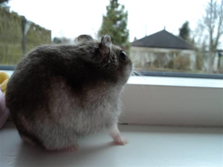 Dværghamster Trekløver's Yasmin Baby billede 7