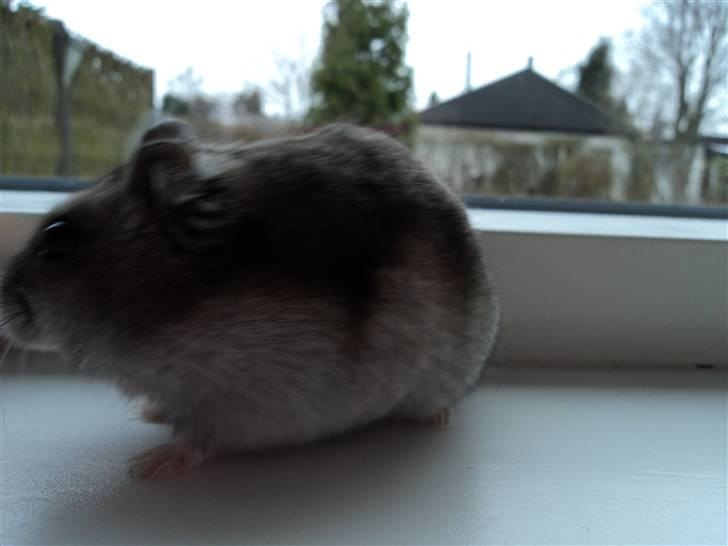 Dværghamster Trekløver's Yasmin Baby billede 8