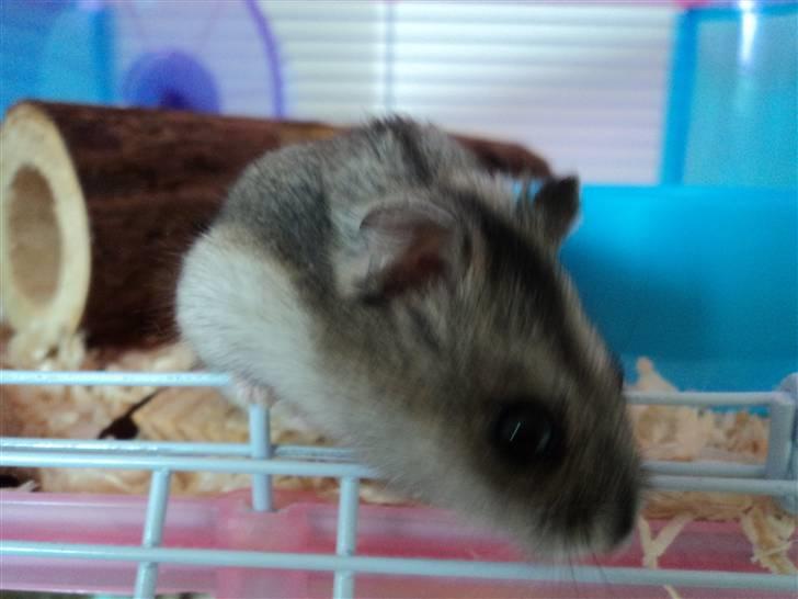 Dværghamster Trekløver's Yasmin Baby billede 9