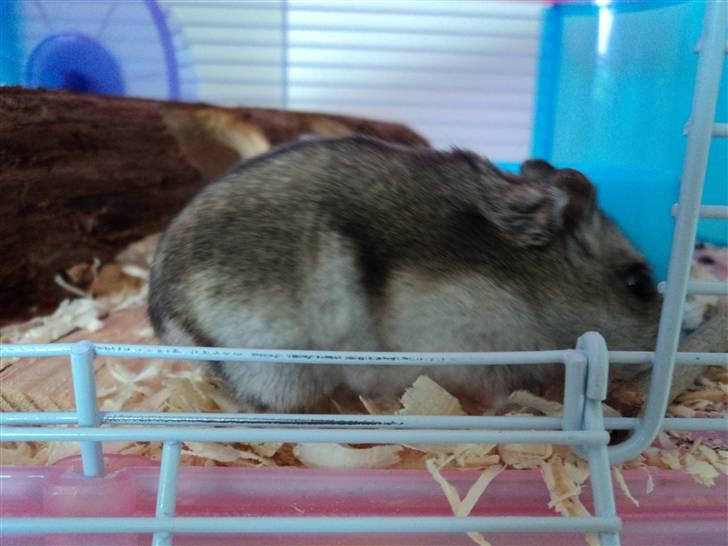 Dværghamster Trekløver's Yasmin Baby billede 10