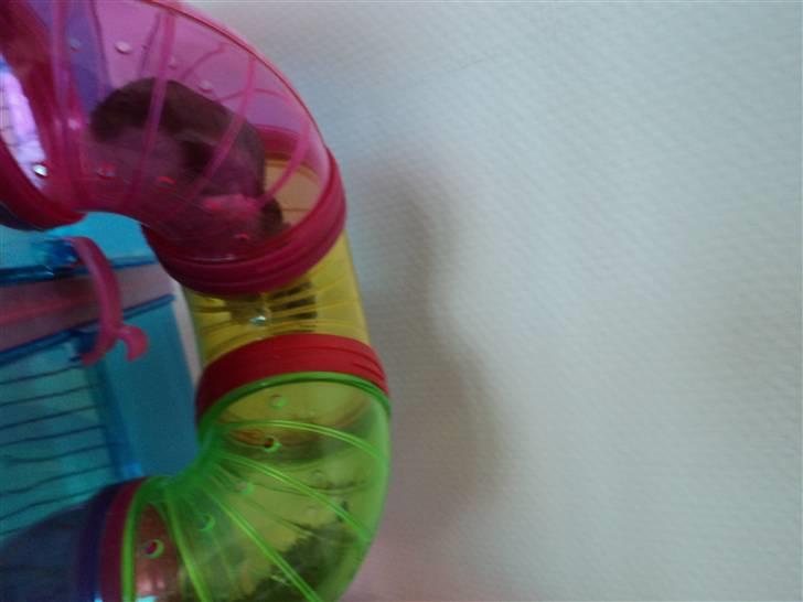 Dværghamster Trekløver's Yasmin Baby billede 11