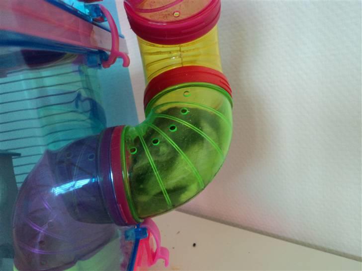 Dværghamster Trekløver's Yasmin Baby - Yasmin´s yndlings sted at gemme sig :) jeg tror hun har fundet ud af at jeg ikke kan fange hende når hun sidder der ;) hihi billede 12