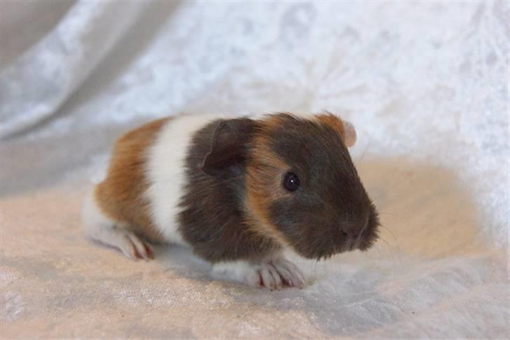 Marsvin Light billede 1