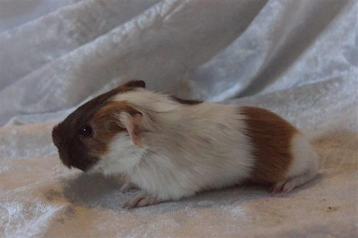 Marsvin Light billede 2