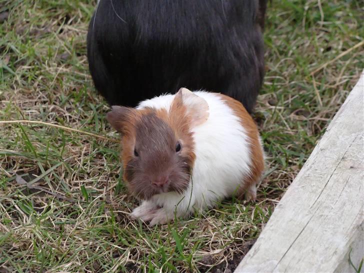 Marsvin Light billede 3