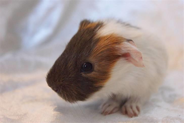 Marsvin Light billede 4