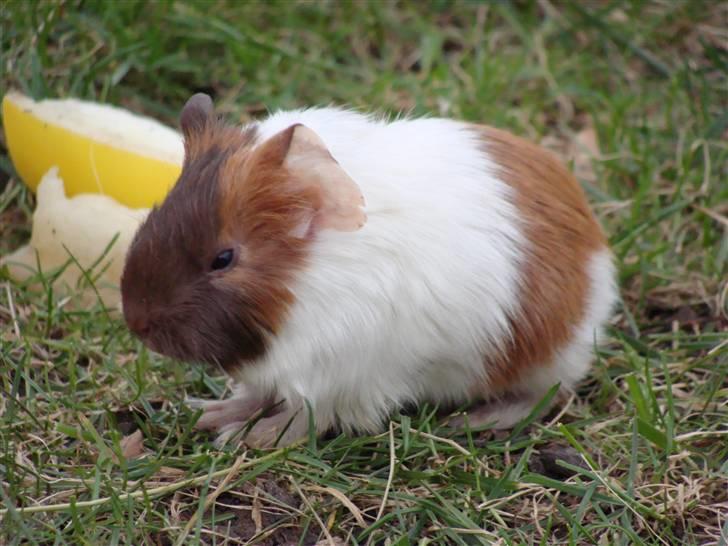 Marsvin Light billede 5