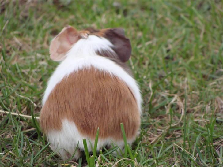 Marsvin Light billede 6