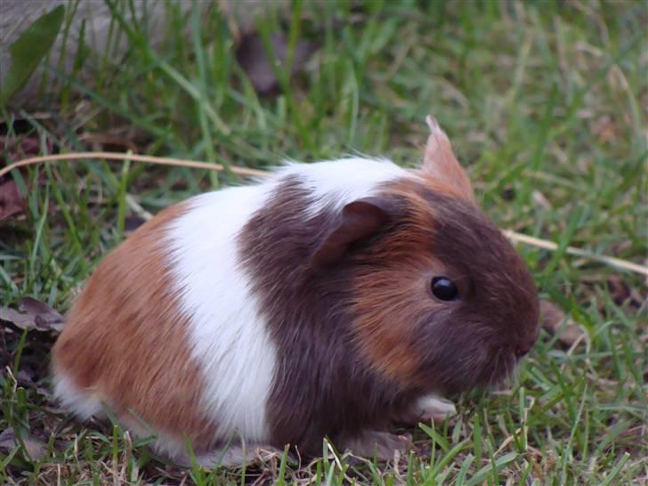 Marsvin Light billede 7