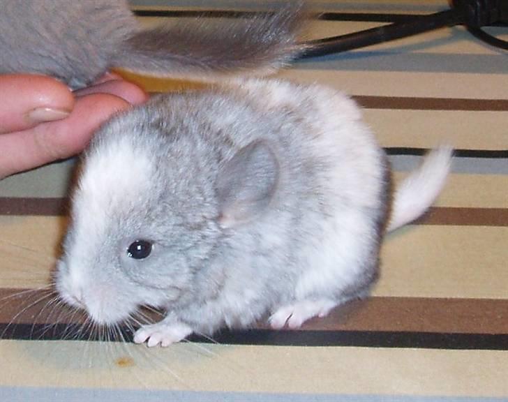 Chinchilla Zofia billede 1